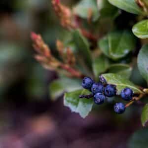 Photo Before and after