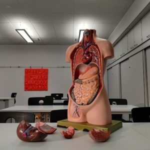 Photo Body Sculpting Weight Loss Clinic